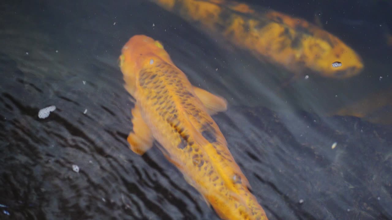 Closeup of goldfish swimming in a pond.
