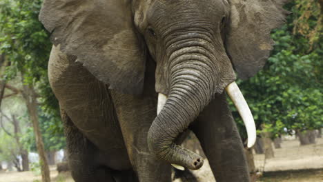 Mighty-African-elephant-bull-rests-his-trunk-on-his-left-tusk-and-turns-his-head-towards-camera