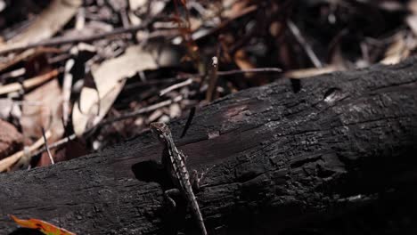 lizard moves along a charred log