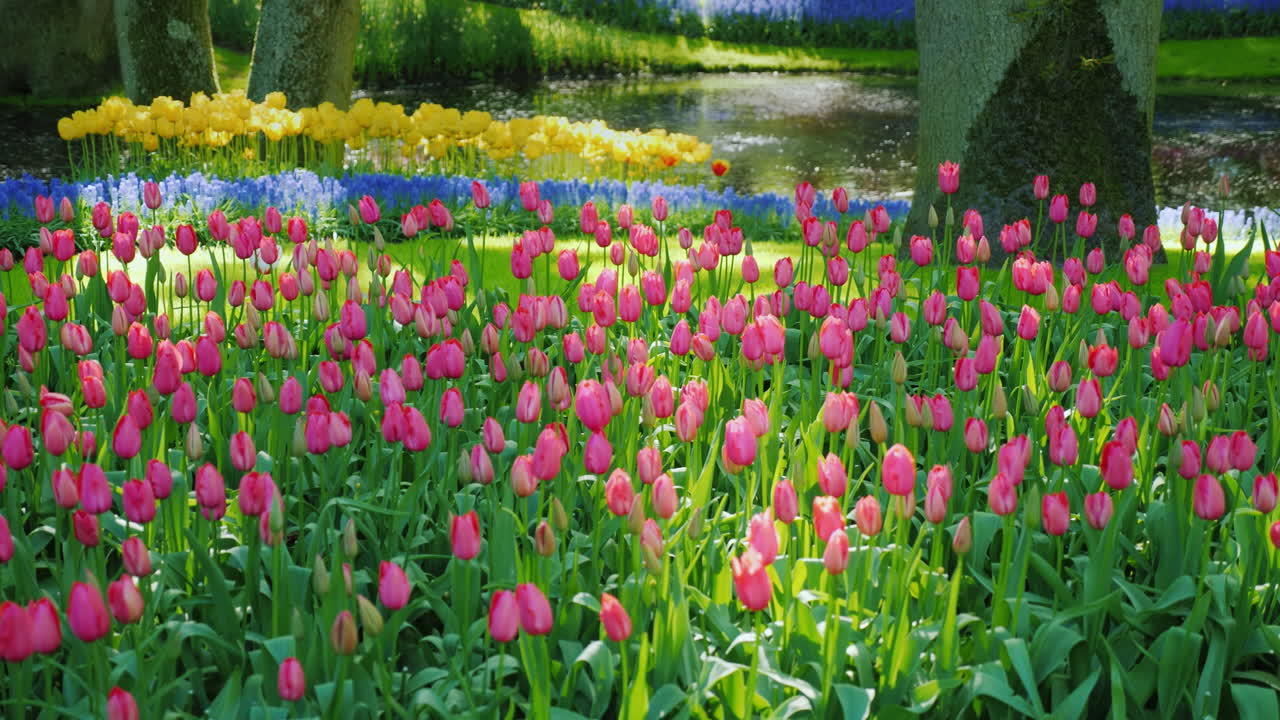 variedade de tulipas na holanda