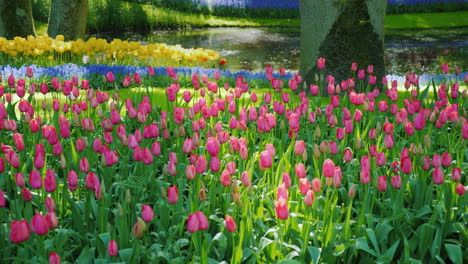 Sorte-Tulpen-In-Den-Niederlanden