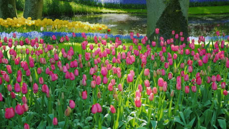 variety tulips in the netherlands