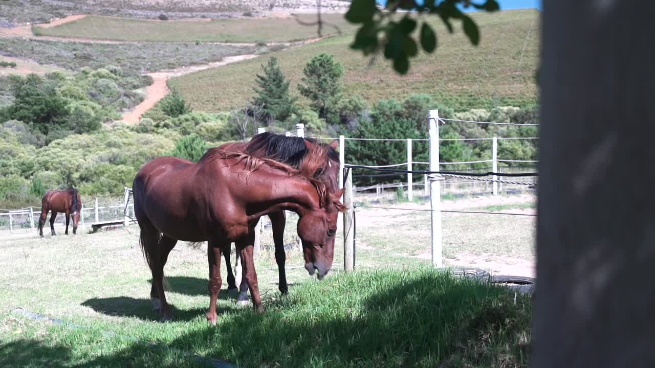 tiro de seguimiento alrededor de un árbol de dos caballos marrones comiendo hierba uno al lado del otro
