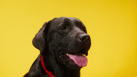 black labrador wearing red collar on yellow background, dark retriever dog with open mouth and tongue out close up. shooting domestic pet in studio