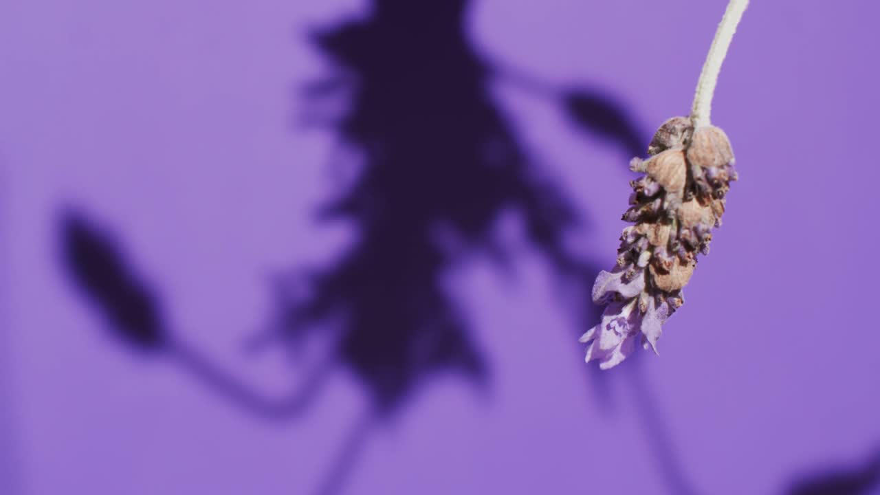 Video di fiori e foglie di lavanda con spazio per il testo su sfondo viola