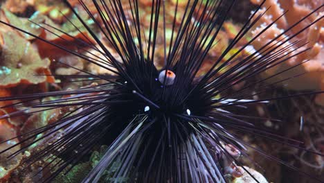 black long spine urchin at coral reef. diadema setosum is a species of long-spined sea urchin belonging to the family diadematidae.