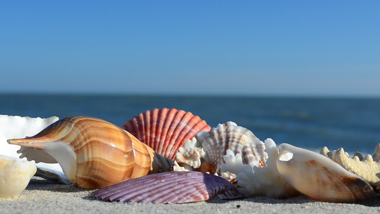 Cockleshells on sand against the background of waves. Shooting on the beach