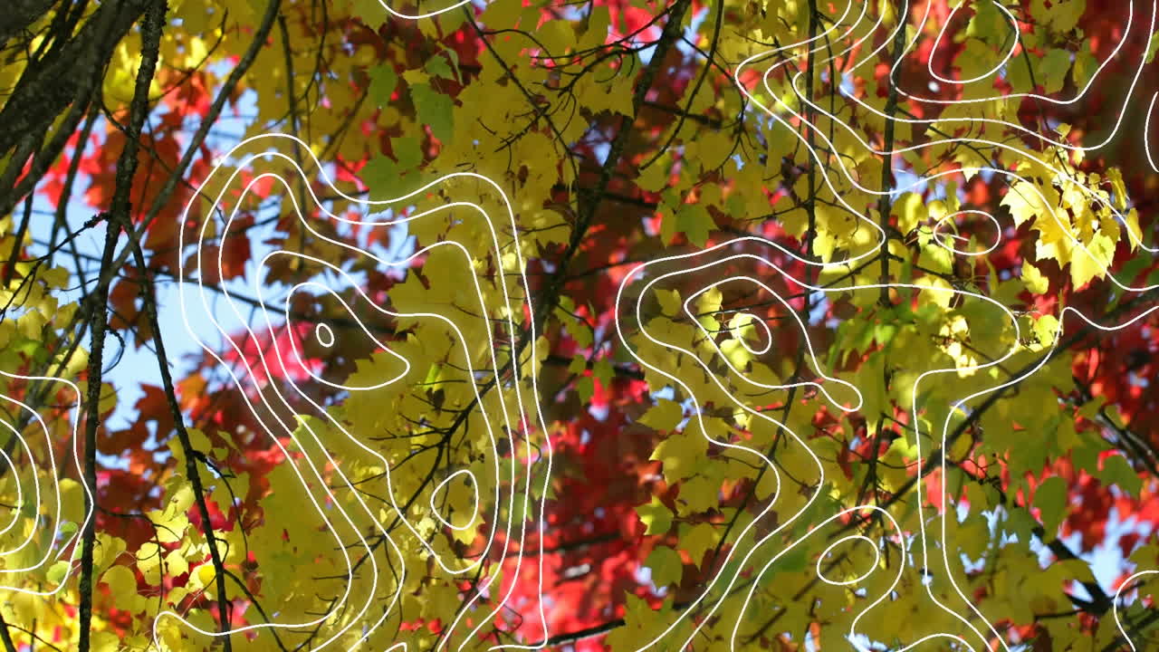 가을 나무 위에 여러 개의  ⁇  줄의 애니메이션