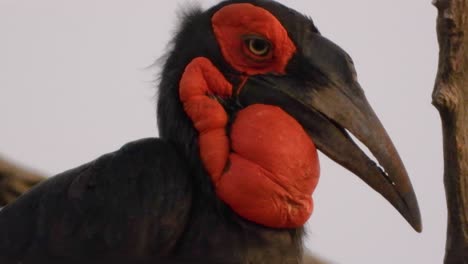 captivating close-up of southern hornbills, perfectly framed