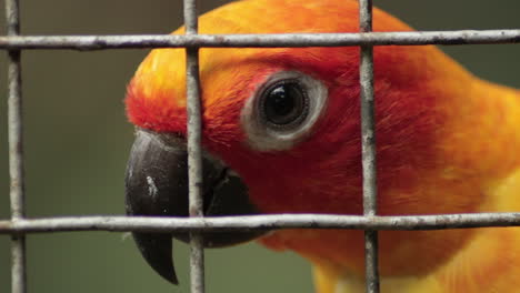 sun parakeet behind a wire cage looking around