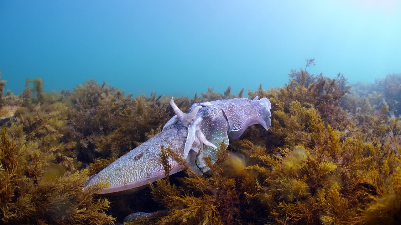 Seppia gigante australiana Sepia apama: migrazione a Whyalla, Australia Meridionale. Slow motion 4K, accoppiamento, deposizione delle uova, combattimento, aggregazione, sott'acqua.