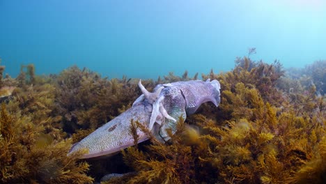 Riesige-Australische-Tintenfische-Sepia-Apama-Migration-Whyalla-Südaustralien-4k-Zeitlupe,-Paarung,-Eier-Legen,-Kämpfen,-Aggregation,-Unter-Wasser