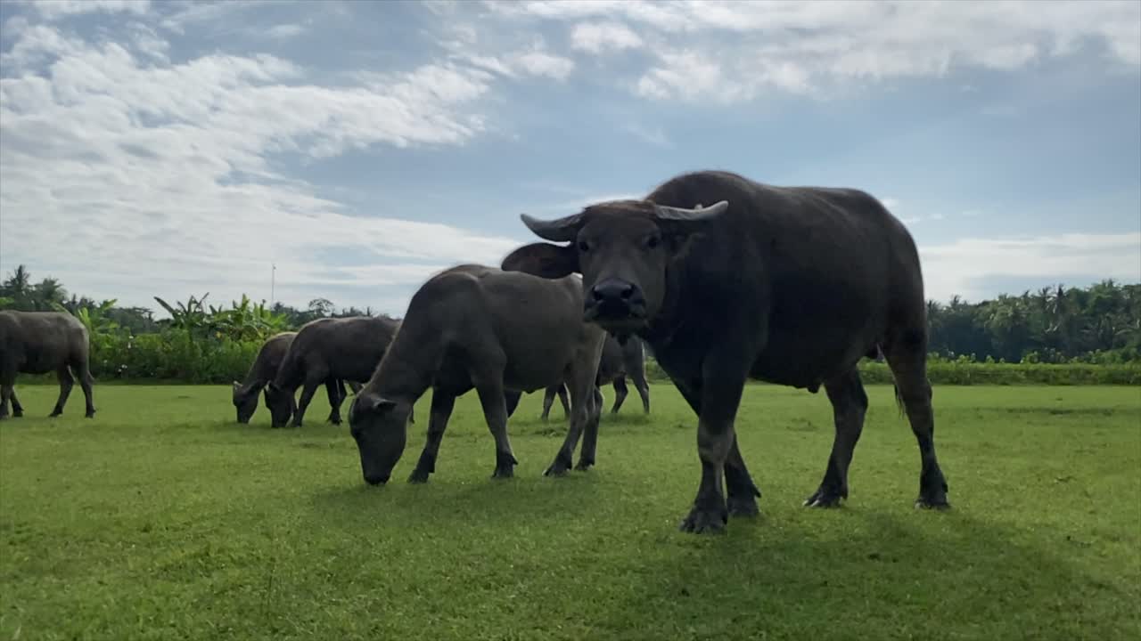 Southeast Asia Farm Animal - Horned Carabao Eating in Grass Field