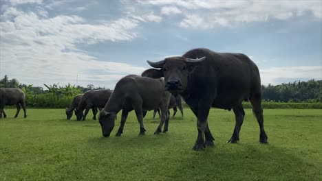 southeast asia farm animal - horned carabao eating in grass field