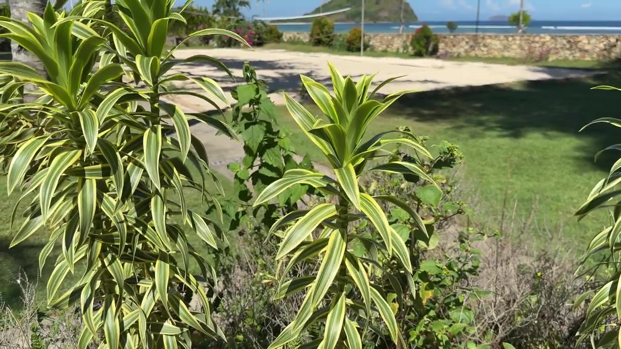 Piante tropicali con foglie variegate mosse dalla brezza in riva all'oceano