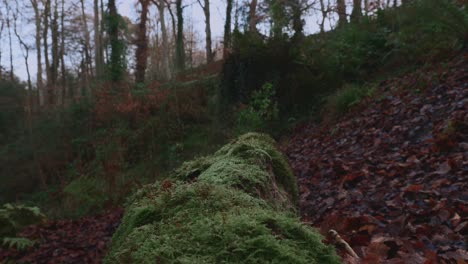Moss-Growing-on-Fallen-Tree-in-Forest