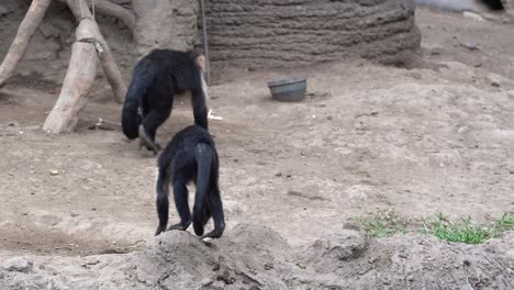 Funny-capuchin--monkeys--in-zoo