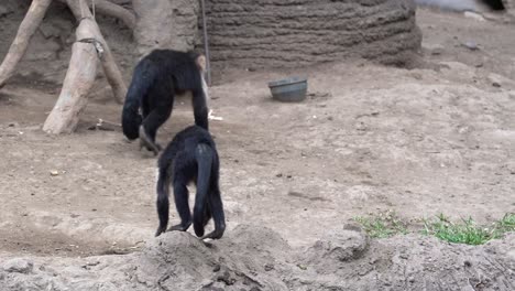 divertidos monos capuchinos en el zoológico