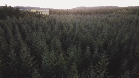 aerial view over dense pine tree forest, sliding shot