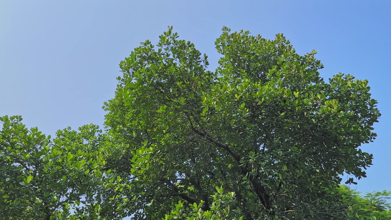 Upward view of a tall jackfruit tree with dense green foliage against a clear blue sky, sunlight filtering through the leaves in a peaceful static moment
