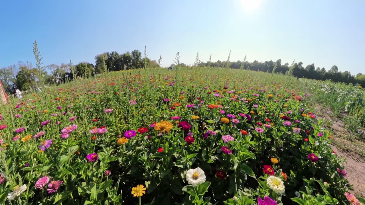 caminhando em um campo de flores silvestres em um dia de sol brilhante