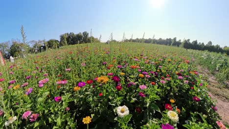 walking in a field of wild flowers on a bright sunshine day