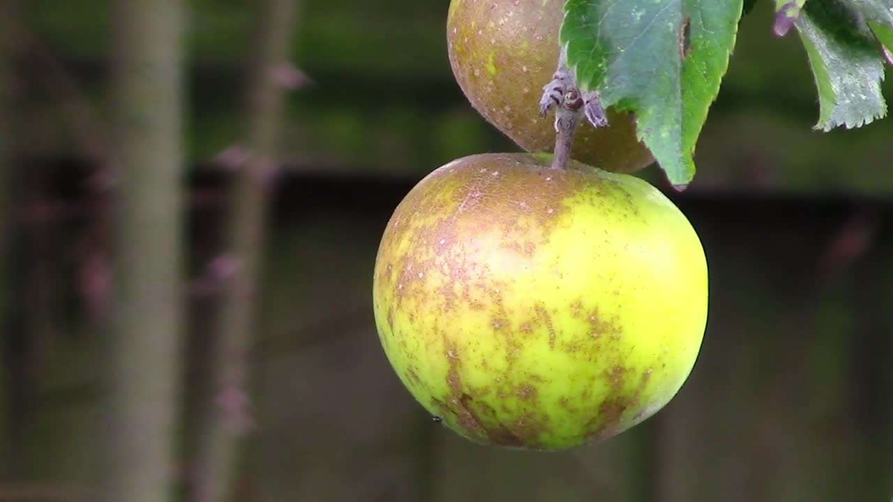 Mele russet inglesi che crescono su un albero