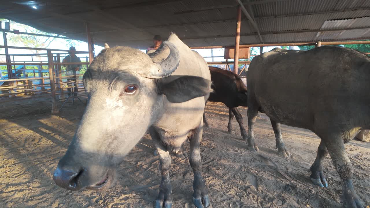 Medium shot adult water buffalo with a curious gaze, standing in its farm pen, representing livestock and the dairy meat industry