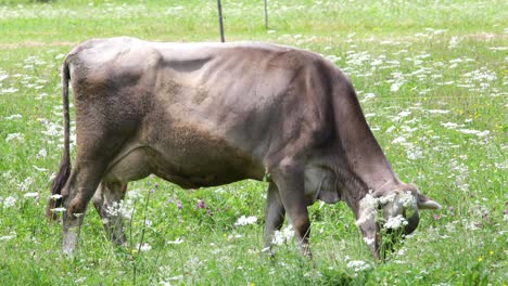 cow pasture on the alps