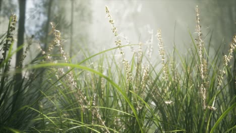 grass flower field with soft sunlight for background.