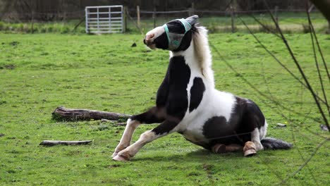 horse wearing protective mesh fly mask hood, while grooming itself in a field