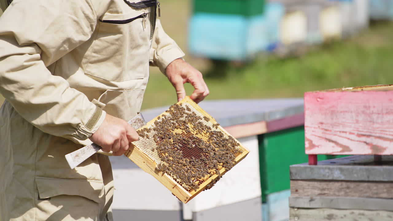 Beekeeper holding in hands a heavy frame coated with bees. Apiarist checking up his hives on sunny summer day.