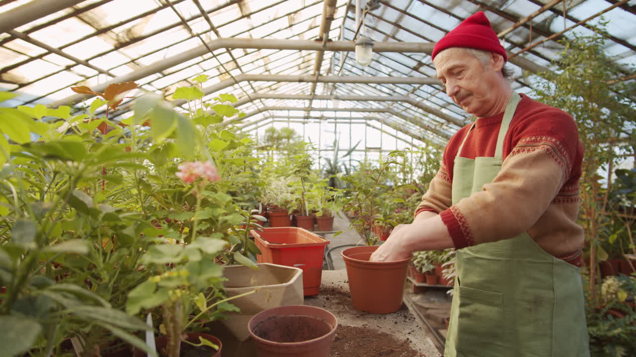 노인 이 온실 에서 식물 을 재배치 하고 있다