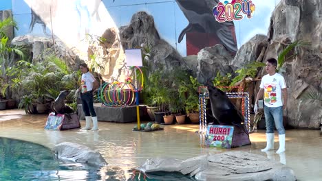 sea lion performance with trainers at korat zoo