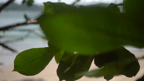 looking from the tropical rainforest in costa rica to the beach in paradise