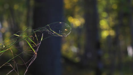 Wood-grass-stalk-and-spider-web-in-sunny-day,-close-up