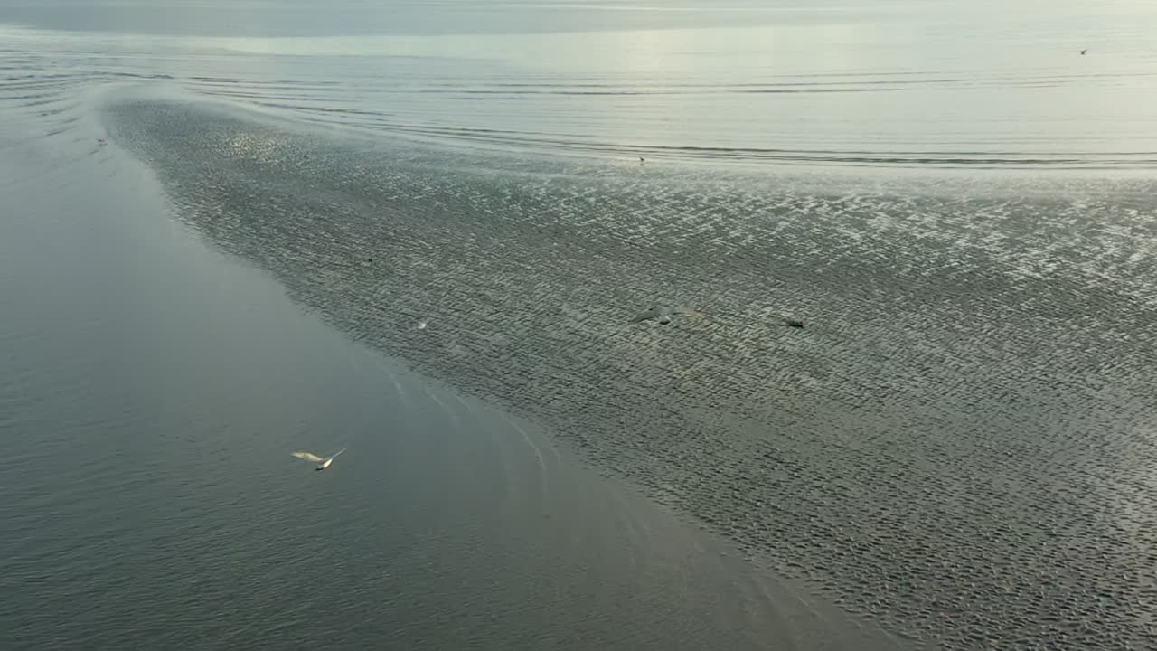 푸른 하늘을 나는 갈매기