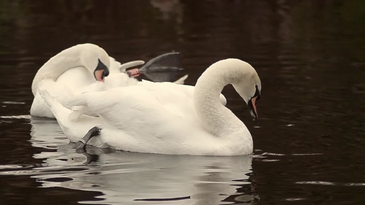 dos cisnes blancos se están arreglando