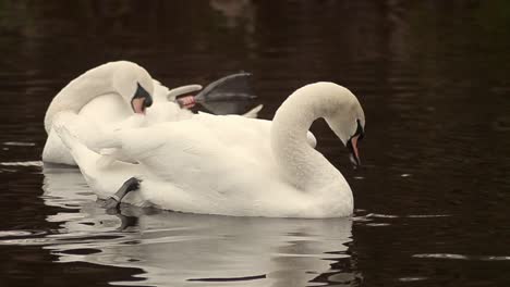 two white swans grooming