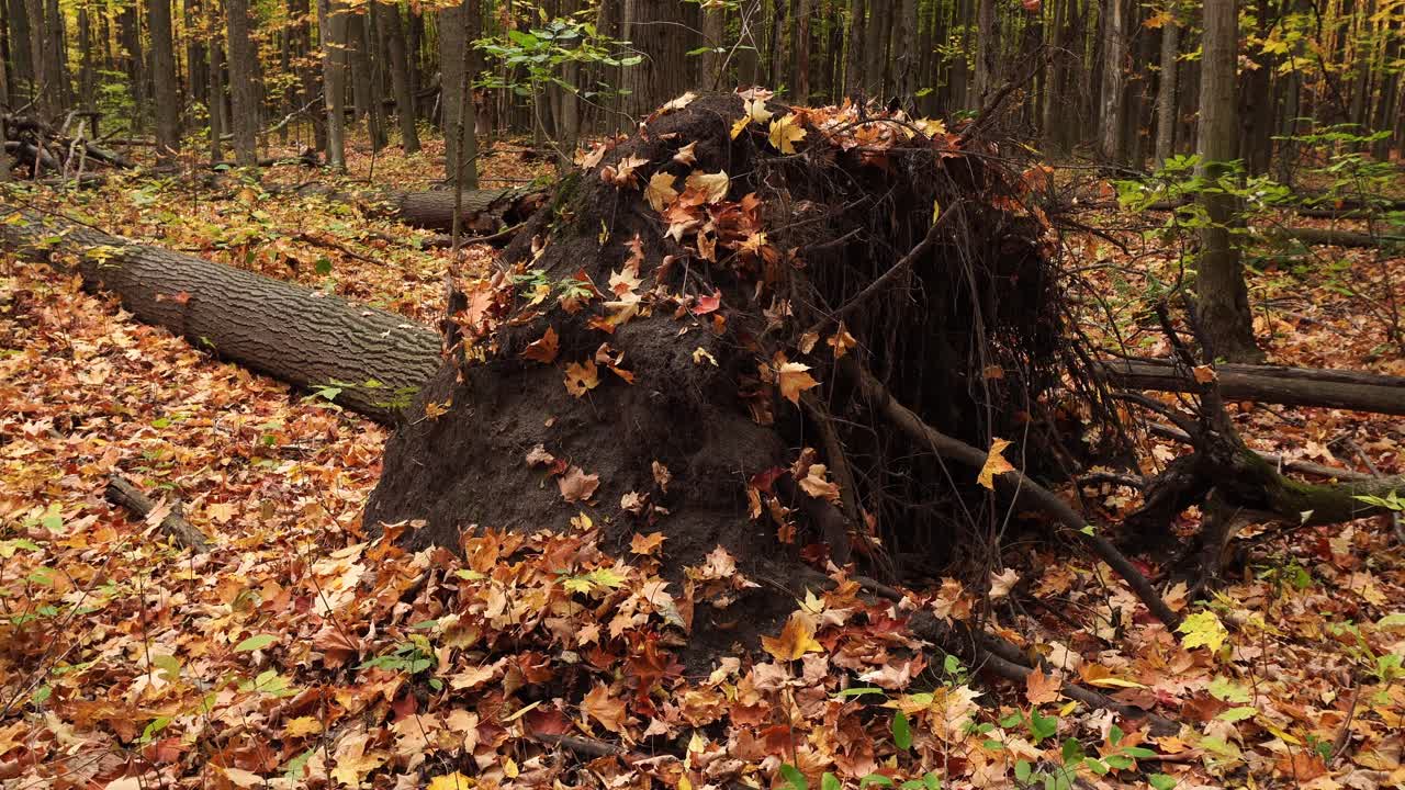 Ein komplett entwurzelter Baum mit Tausenden von toten Blättern in Rot, Gelb und Grün schafft eine künstlerische Szene in diesem Wald