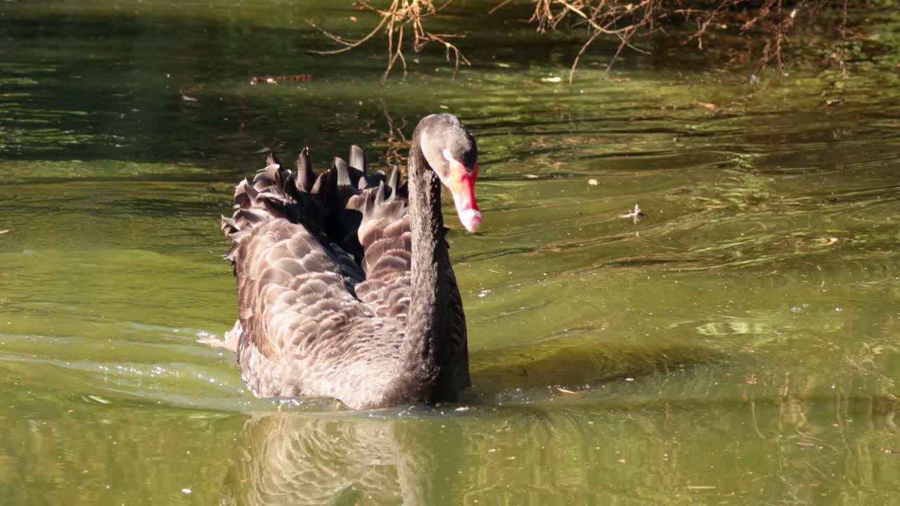 un cisne negro nada con gracia en un estanque