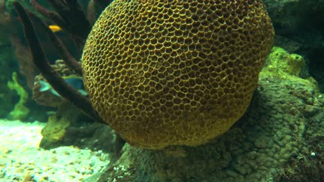 hermosos peces de arrecife de colores bajo el agua