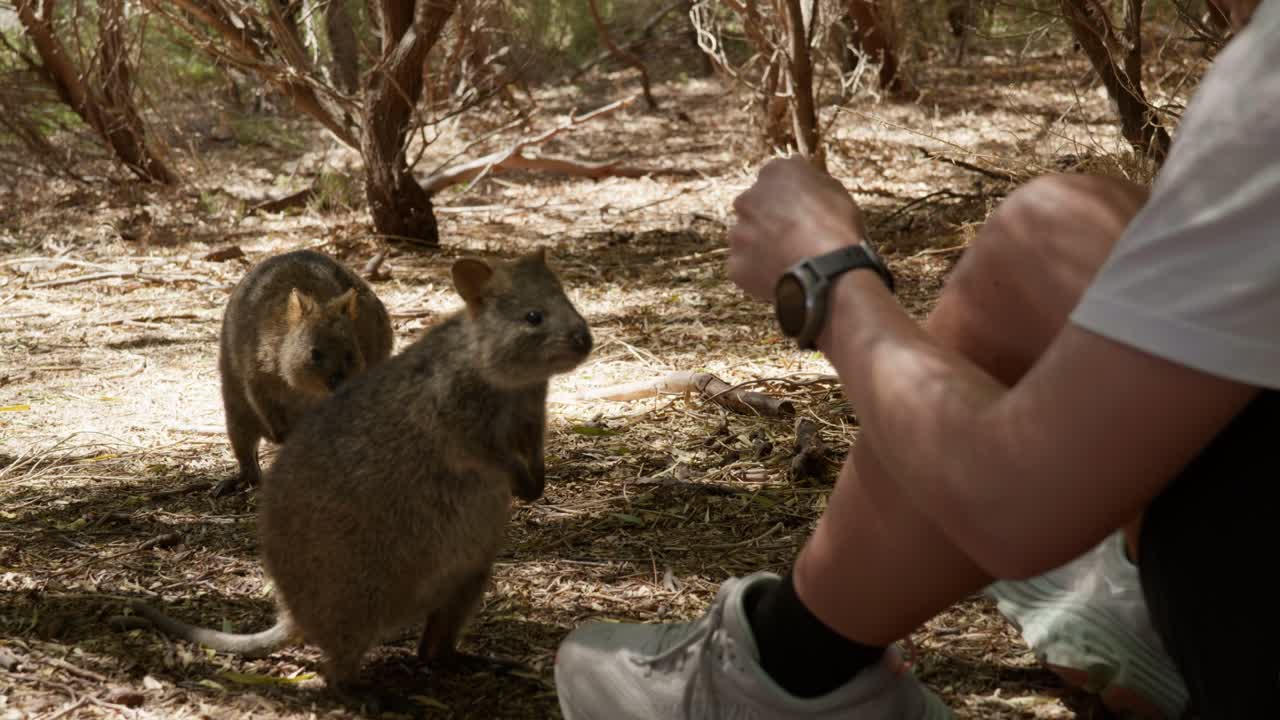 A quokka curiously approaches someone, showcasing its friendly and inquisitive nature in a close-up shot.
