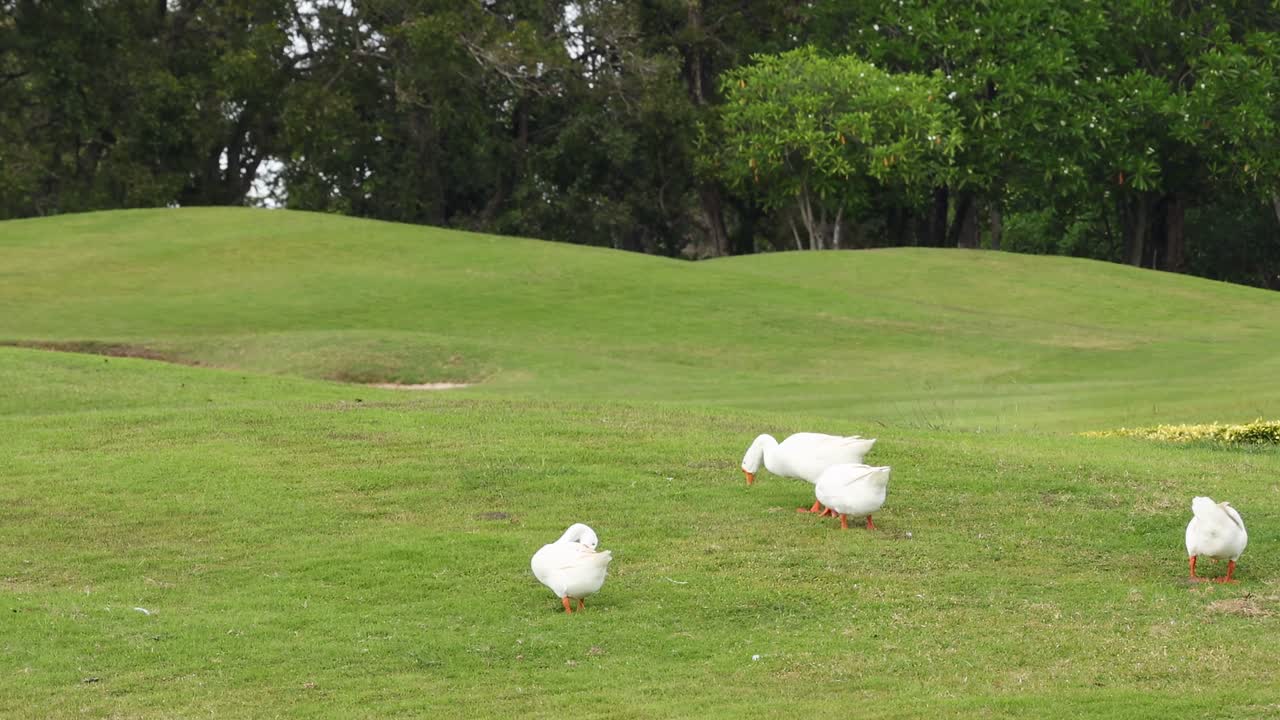 A small group of white geese leisurely walking across a grassy hill with trees in the background.