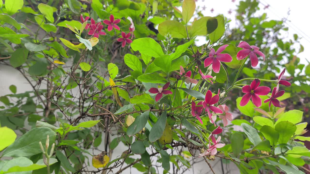 Bellissimi fiori di Rangoon Creeper sbocciano nel giardino. Petali vivaci rossi e rosa pendono da viti verdi. La pianta Combretum indicum ondeggia delicatamente nella brezza.