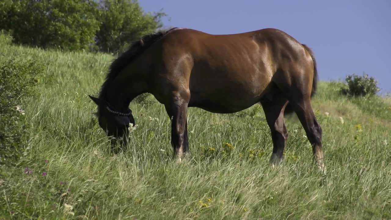 A beautiful brown horse with a white marking and a bell on its neck grazes peacefully. The mountains above the city of Sliven, Bulgaria