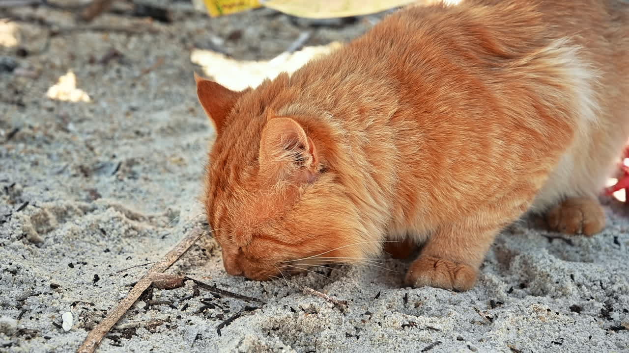 Ginger cat eating on a beach in Greece. Slow motion