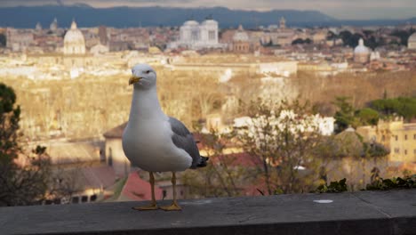 rome, italy. seagull on a background of historical buildings