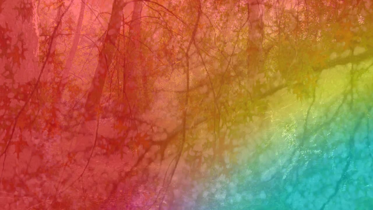 숲과 잎 위에 다채로운 빛의 애니메이션