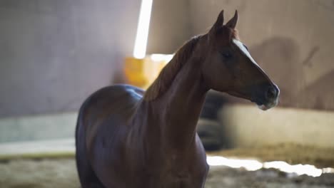 slow motion video of a quiet horse looking sideways on a stable